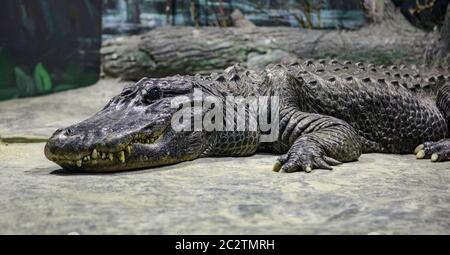 Krokodile sonnen sich, liegen auf dem Sand, essen und toben. Krokodilfarm. Zucht von Krokodilen. Krokodil scharfe Zähne Stockfoto