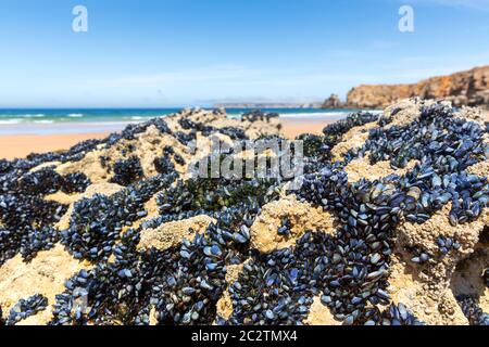 Nahaufnahme von Muscheln auf dem Hügel nahe dem Meer, Portugal Stockfoto