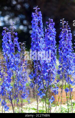 Delphinium-Finsteraarhorn Stockfoto