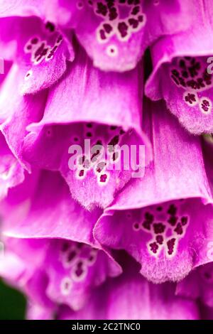 Lila Füchshandschuhe blüht Digitalis purea Stockfoto