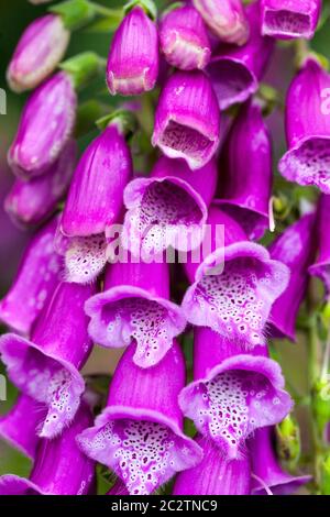 Lila Fuchshandschuh Blüten Digitalis purea Stockfoto