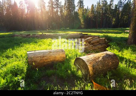 Trockene, stotelierte Pinien auf grüner Wiese bei Sonnenuntergang im Sequoia National Park, Kalifornien, USA Stockfoto