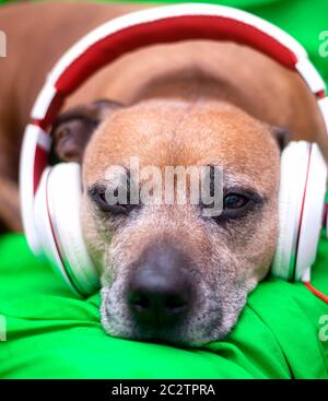 Niedlichen schläfrigen staffordshire Bullterrier Hund ruht mit Kopfhörern Stockfoto