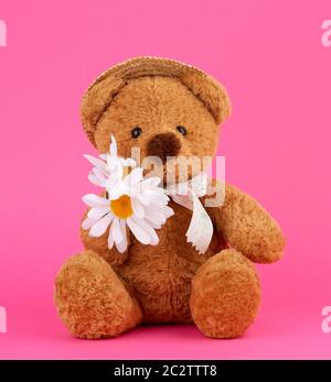 Cute brauner Teddybär in einem Strohhut hält eine weiße Daisy, ein Spielzeug sitzt auf einem rosa Hintergrund Stockfoto