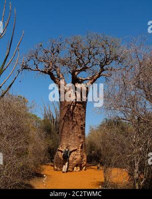 Landschaft mit Adansonia rubrostipa aka fony baobab Baum in Reniala Reserve, Toliara, Madagaskar Stockfoto
