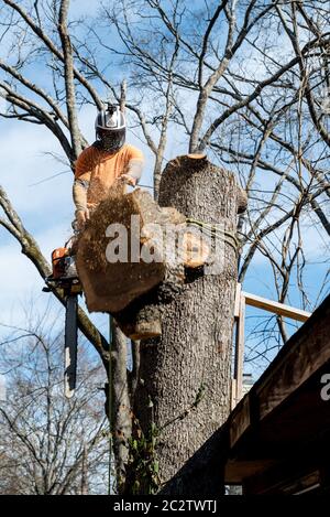 Arbeiter mit Kettensäge und Helm, die am Seil hängen und Baum abschneiden Stockfoto