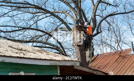 Arbeiter mit Kettensäge und Helm direkt über dem Dach und abschneiden Baum Stockfoto