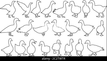 vektor, isolierte Kontur Vogelenten, Gans, Set Stock Vektor