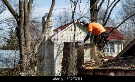 Arbeiter mit Kettensäge und Helm auf dem Dach stehend und Baum abschneiden Stockfoto