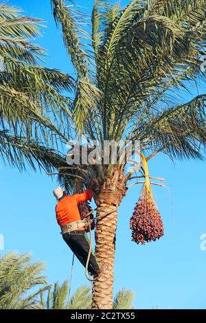 Erntedaten für den Menschen. Arbeiter sammeln Datteln, die auf Palmen wachsen. Landwirt Ernte reifen stammt aus d Stockfoto