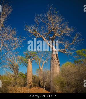 Landschaft mit Adansonia rubrostipa aka fony baobab Baum in Reniala Reserve, Toliara, Madagaskar Stockfoto