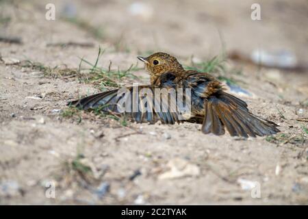 Der South Downs National Park Brighton. Juni 2020. Ein Jugendlicher Robin-Erithacus rubecula sonnt sich in der Nachmittagssonne in Sussex. Es wird angenommen, dass das Ausbreiten der Federn in der Sonne auf diese Weise hilft, das Öl über die Federn zu verbreiten und auch die Federparasiten zu vertreiben. Quelle: Lisa Geoghegan/Alamy Live News Stockfoto