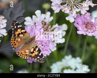 Gemalte Dame nectaring auf Scabious Blume. West Molesey, Surrey, England. Stockfoto