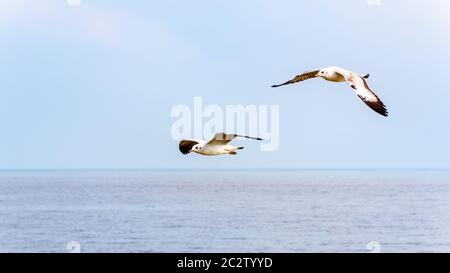 Paar Möwen, Tier in einer schönen natürlichen Landschaft, zwei Vögel, die gerne Fliegen über dem Meer Wasser bei Bangpu Art Education Center, berühmten touristischen Stockfoto