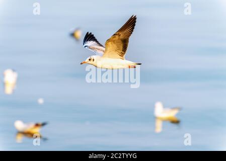 Tier in der wunderschönen Natur Landschaft für Hintergrund, Closeup Seitenansicht Möwe Vogel gerne fliegen auf dem blauen Meer im Sonnenuntergang, Bangpu Recreation Center Stockfoto