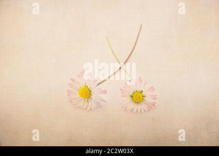Zwei Bellis perennis Blumen mit strukturiertem Hintergrund Stockfoto