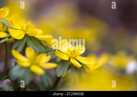 Eranthis hyemalis blüht draußen im Garten Stockfoto