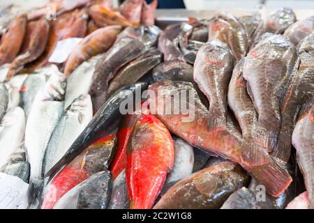 Grosser Haufen frischer Knorpelfischen auf dem Markt Stockfoto