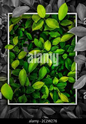 Grüne Blätter, die aus dem Rahmen aus dem schwarz-weißen Rahmen kommen. Ein schöner grüner Rahmen Stockfoto
