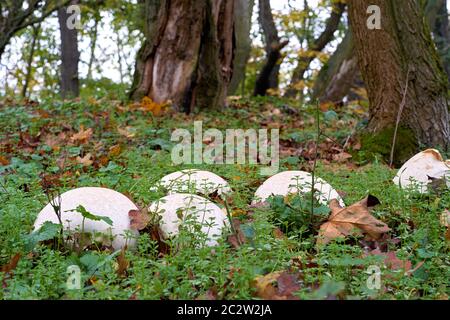 Riesige bovist (Calvatia gigantea) auf einer Wiese in einem Park in Magdeburg in Deutschland Stockfoto