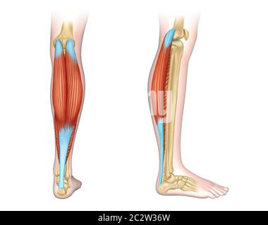 Rücken- und Seitenansicht der menschlichen Wadenmuskulatur. Digitale Illustration. Stockfoto