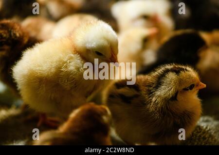 Inländische neugeborene schläfrig niedlichen Baby Hühner, gelb und schwarz Nahaufnahme, Bauernhof und ländliche Vögel Hintergrund Stockfoto