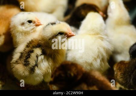 Kleine süße flauschige gelb und schwarz neugeborene Hühner Hühner auf dem Bauernhof mit kleinen Schnäbeln wärmen sich gegenseitig Stockfoto