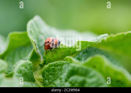 Junge schlechte Käferkäfer Bug Leptinotarsa decemlineata essen grüne Kartoffelblatt, Nahaufnahme Makro erschossen, Landwirtschaft, Gemüse-Konzept wachsen Stockfoto