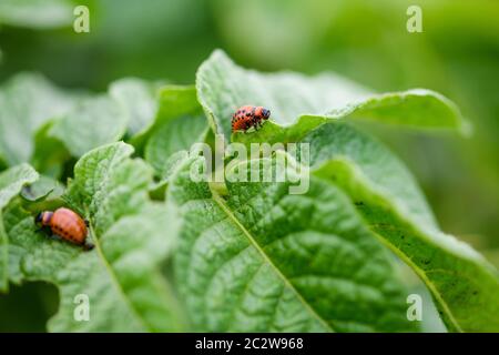 Junge schlechte Käferkäfer Bug Leptinotarsa decemlineata essen grüne Kartoffelblatt, Nahaufnahme Makro erschossen, Landwirtschaft, Gemüse-Konzept wachsen Stockfoto