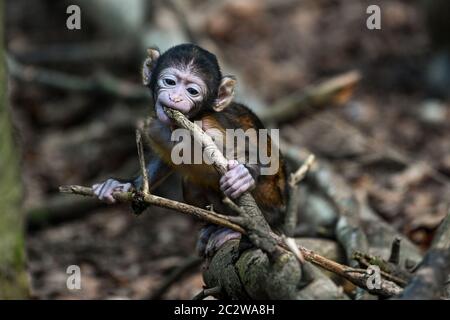 Salem, Deutschland. Juni 2020. Ein Berber-Affenbaby, nur wenige Wochen alt, nagt an einem trockenen Ast. Der kleine Affe ist der erste, der in diesem Jahr auf dem Ape-Berg geboren wird. Der Affenberg ist das größte Affengehege in Deutschland. Quelle: Felix Kästle/dpa/Alamy Live News Stockfoto