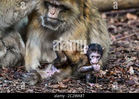 Salem, Deutschland. Juni 2020. Ein paar Wochen alten Baby barbary Affen bleibt bei seiner Mutter. Der kleine Affe ist der erste, der in diesem Jahr auf dem Ape-Berg geboren wird. Der Affenberg ist das größte Affengehege in Deutschland. Quelle: Felix Kästle/dpa/Alamy Live News Stockfoto