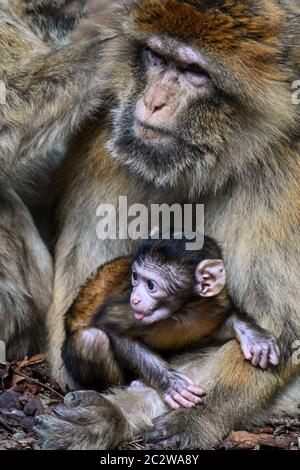 Salem, Deutschland. Juni 2020. Ein paar Wochen alten Baby Barbary Affen sitzt im Schoß seiner Mutter. Der kleine Affe ist der erste, der in diesem Jahr auf dem Ape-Berg geboren wird. Der Affenberg ist das größte Affengehege in Deutschland. Quelle: Felix Kästle/dpa/Alamy Live News Stockfoto