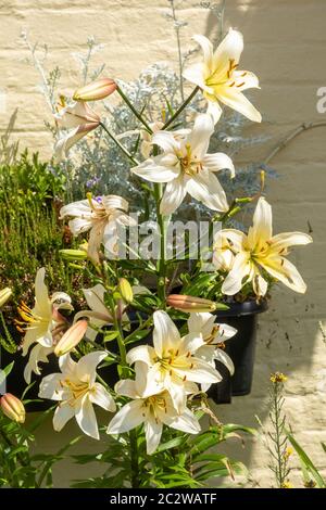 Lilium candidum (Madonna Lily Flowers), weiße Lilien in Blüte, UK Stockfoto