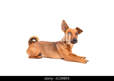 Kleiner brauner Hund sitzt auf dem Boden isoliert auf weißem Hintergrund. Gemischte Rasse von Parson Jack russell Terrier, chihuahua und ger Stockfoto