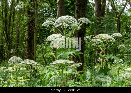 Riesenhuhnkraut (Heracleum mantegazzianum), eine große invasive blühende Pflanze in Großbritannien Stockfoto