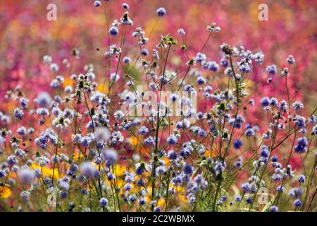 Bunte Gartenblumen im Juni Gilia Wildblumengarten Stockfoto