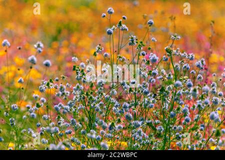 Schöne Sommerszene Juni Wildblumen Garten Wildblumen, Wiesenblumen Wild Blume Garten Pastels Sommerfarben, blassblau Gilia Wild Fowers Garten Stockfoto