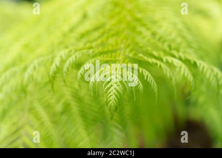 Zartes hellgrünes Farnblatt mit Fokus auf den Vordergrund, Harrogate, North Yorkshire, England, Großbritannien. Stockfoto