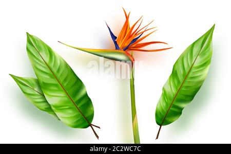 Strelitzia reginae, Paradiesvogel oder Kranichblume realistische Vektor-Illustration. Exotische Pflanze mit orange und lila Blütenblätter und grünen Blättern isolat Stock Vektor