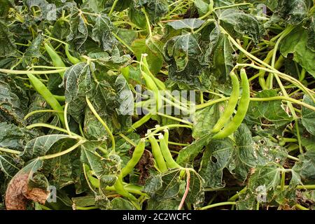 Nahaufnahme von Bohnenpflanzen nach einem Frost. Stockfoto