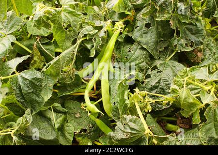 Nahaufnahme von Bohnenpflanzen nach einem Frost. Stockfoto
