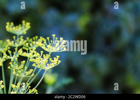 Makro-Ansicht von Dill Blumen wachsen im Garten. Stockfoto