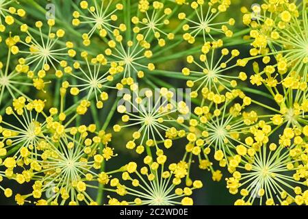 Offene Dill Unkraut Blumen aussehen wie Feuerwerk. Stockfoto