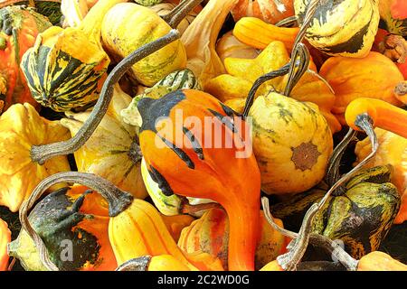 Ein Haufen Herbstkürbis in verschiedenen Formen und Größen. Stockfoto