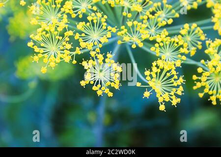 Makro-Ansicht von Dill Blumen wachsen im Garten. Stockfoto
