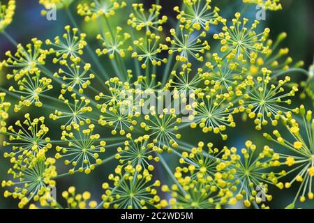 Draufsicht auf Dill Weed Blumen vor einem vergilbt Hintergrund. Stockfoto