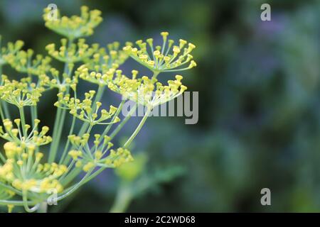 Makro-Ansicht von Dill Blumen wachsen im Garten. Stockfoto