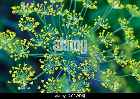 Draufsicht auf Dill Weed Blumen vor einem vergilbt Hintergrund. Stockfoto