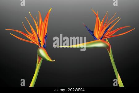 Strelitzia reginae, Paradiesvogel oder Kranichblume realistische Vektor-Illustration. Exotische Pflanze mit orangen und violetten Blütenblättern aus verschiedenen Blickfarben Stock Vektor