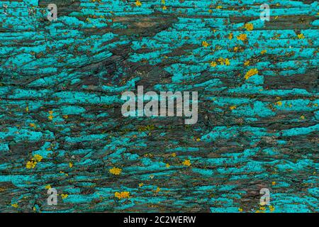 Alte Tafel mit geknackter türkisfarbener Farbe und gelbem Pilz. Kontrastierende fabelhafte Textur Stockfoto